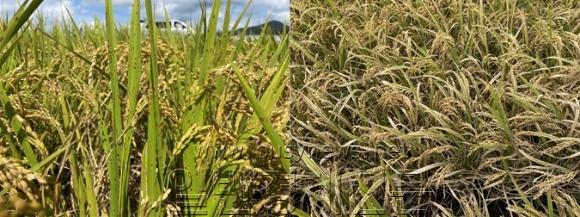 �� �������̺� ����.jpg