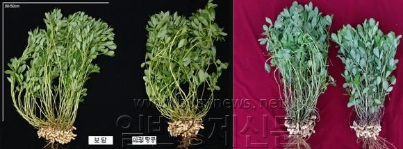 ����, ����� ����.jpg