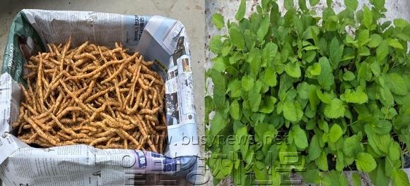 ��Ȳ, �ܻ�.jpg